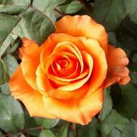 levendig bloeiend roos bloemblad detailopname in natuur foto