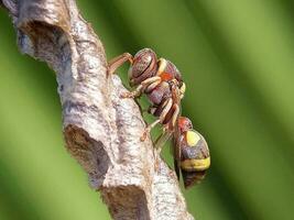 detailopname van een groen insect Aan een Afdeling in de dieren in het wild foto