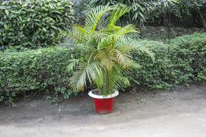 dypsis lutescens plant, een natuurlijk visie, een opvallend embleem van tropisch elegantie temidden van een weelderig natuurlijk instelling foto