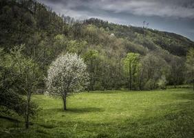 natuur in het voorjaar op mokra gora in servië foto