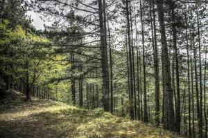groene bossen op de berg van mokra gora in servië foto