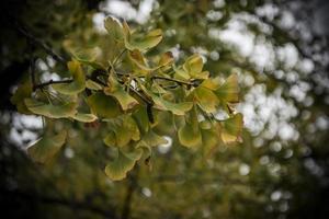 een close-up van een ginkgotak in de herfst foto