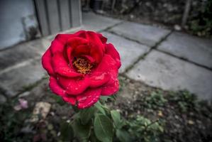 een enkele rode roos na de regen foto