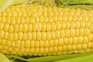 het oogsten van de herfstoogst. rijp geel maïs macro foto close-up.