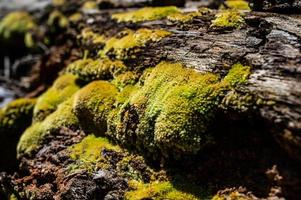 groen mos groeit aan de wortel van de boom. mos textuur in de natuur voor behang. zachte focus. foto