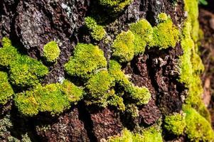 groen mos groeit aan de wortel van de boom. mos textuur in de natuur voor behang. zachte focus. foto