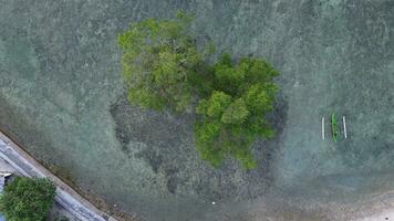 antenne visie van een mangrove boom Aan de strand foto