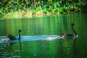 zwart zwanen Speel in de water in pijn oung meer. mae hong zoon provincie noordelijk Thailand. foto