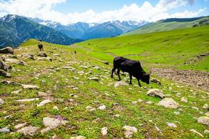 landschap in de Himalaya panoramisch visie van de top van Sonmarg, van Nepal Kasjmir vallei in de himalayan regio. grasland, wilde bloemen en berg sneeuw. wandelen concept natuur camping, Indië foto