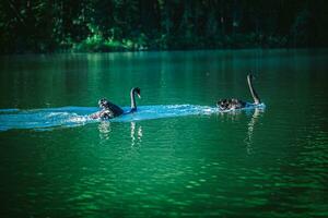 zwart zwanen Speel in de water in pijn oung meer. mae hong zoon provincie noordelijk Thailand. foto