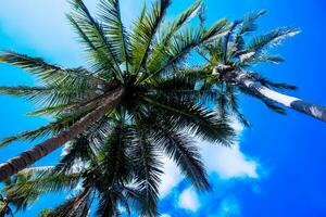 kokosnoot boom blauw lucht en palm bomen, visie van onderstaand, en zomer achtergrond, reizen en kom tot rust concept. foto