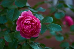 roze roos detailopname in zomer in de tuin. mooi bloemen achtergrond. Valentijnsdag dag en vakantie. liefde en tederheid foto