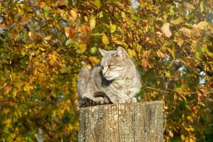 grijs kat zittend Aan een stomp onder een boom tussen geel bladeren in herfst foto