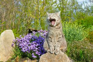 een grijs kat is zittend Aan een steen in de buurt voorjaar bloemen in een tuin. de kat is geeuwen. huisdieren wandelen in de Open lucht. dichtbij omhoog van een kat. foto