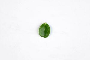 een groen blad van een tropisch boom geïsoleerd Aan wit achtergrond. foto