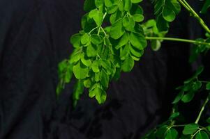 moringa bladeren Aan een zwart achtergrond foto