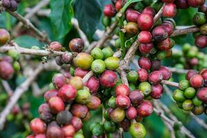 koffie struiken rijpen in de bergen van Thailand klaar naar worden geoogst met groen en rood koffie kersen. arabica koffie bonen rijpen Aan boom in in biologisch koffie plantage. foto