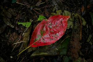 rood herfst blad Aan de grond in de Woud. gebladerte in de park. vallend bladeren natuurlijk achtergrond foto