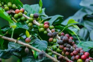 koffie struiken rijpen in de bergen van Thailand klaar naar worden geoogst met groen en rood koffie kersen. arabica koffie bonen rijpen Aan boom in in biologisch koffie plantage. foto