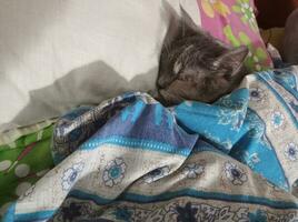 grijs kat slapen onder de dekbed foto