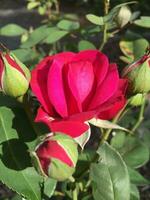 mooi rood roos in de tuin Aan een zonnig zomer dag. foto