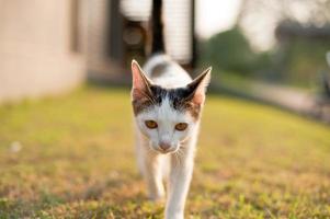 ontspannen zittende kat wit, schattig grappig foto