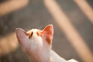 ontspannen zittende kat wit, schattig grappig foto