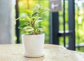 de plantenpot wordt op tafel gezet. foto