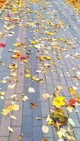 geel blad onder de voeten. heldere herfst. herfst tafereel. foto