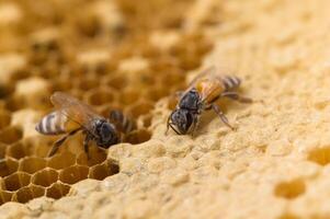 macro bij en honingraat natuur foto