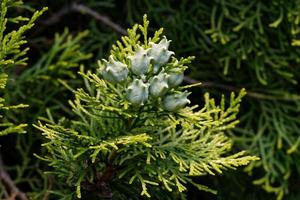 platycladus orientalis, onrijpe zaadkegels van een oosterse thuja foto