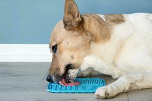 schattig hond gebruik makend van likken mat voor aan het eten voedsel langzaam foto