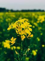 in de midden van een verkrachting veld, een detailopname van een verkrachting bloem foto