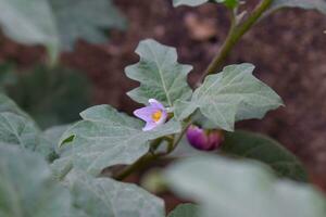 fabriek van terong niet, of solanum melongena. bladeren, bloem fruit en fabriek van aubergine, natuur achtergrond bladeren. foto