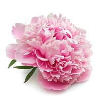 ai gegenereerd roze pioen bloem geïsoleerd foto
