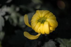 grote gele chrysanten in het park foto