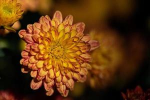 gele chrysanten zijn in het wild foto