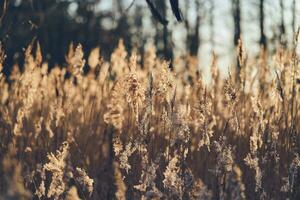 riet gras in winter zonlicht foto