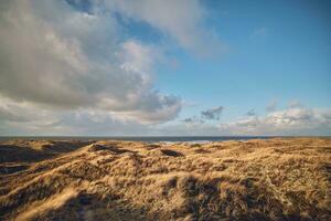 groot gras duinen in western Denemarken foto