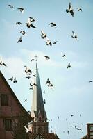 duiven vliegend over- stad daken foto