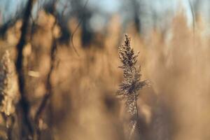 riet gras in zonlicht foto