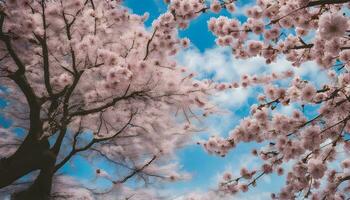 ai gegenereerd kers bloesems in bloeien tegen een blauw lucht foto