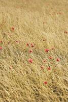 droog veld- met rood klaprozen foto