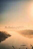 nevelig ochtend- met zwaluwen vliegend over- klein rivier- foto