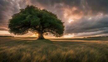 ai gegenereerd een eenzaam boom staat in een veld- onder een dramatisch zonsondergang foto