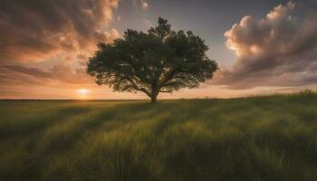 ai gegenereerd een eenzaam boom staat in een veld- Bij zonsondergang foto