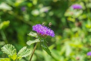 dichtbij omhoog van een bijen vliegend naar bloeiend Brazilië knop bloem of madeliefje Aan wazig natuurlijk groen achtergrond met kopiëren ruimte. foto