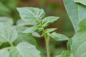 bladeren van tomaat plant, tomaat bladeren natuur achtergrond foto