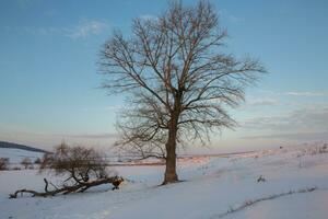 ijzig winter in Rusland. mooi zonsopkomst in Siberië. verkoudheid winter foto. foto