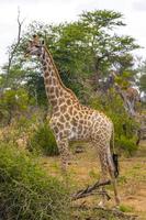 mooie lange majestueuze giraffe kruger nationaal park safari zuid-afrika.